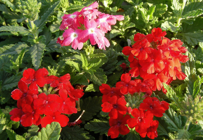 버베나 - Verbena, Garden verbena, Verbena hybrida