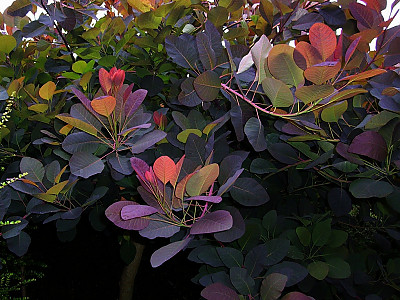 안개나무 사진 - Cotinus coggygria L. Photos
