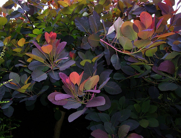 안개나무 - Smoke bush, Smoke tree, Cotinus coggygria L.