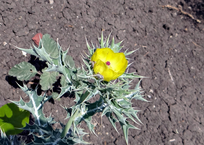 가시양귀비 - Mexican poppy, Mexican prickly poppy, flowering thistle, Argemone mexicana