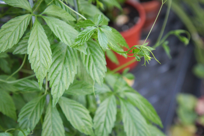 돌외 - Jiaogulan, Gynostemma pentaphyllum (Thunb.) Makino