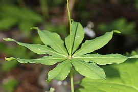 삿갓나물 - Paris verticillata M.Bieb.