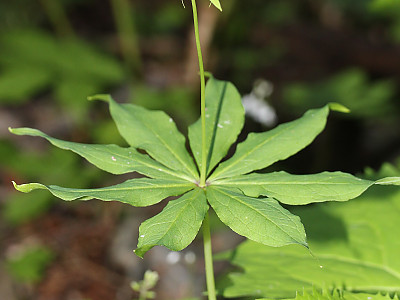 삿갓나물 사진 - Paris verticillata M.Bieb. Photos
