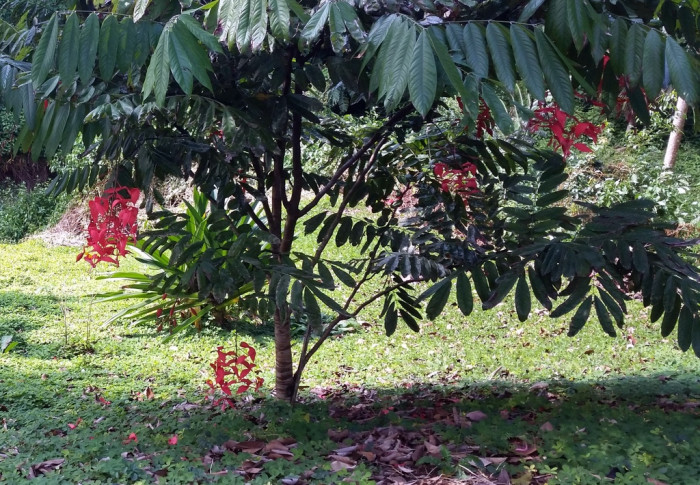 암헤르스티아 노빌리스 - Pride of Burma, Amherstia nobilis 