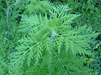 돼지풀 사진 - Ambrosia artemisiifolia L. Photos
