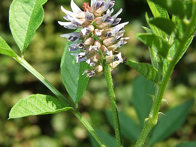 감초 사진 - Glycyrrhiza uralensis Fisch. Photos