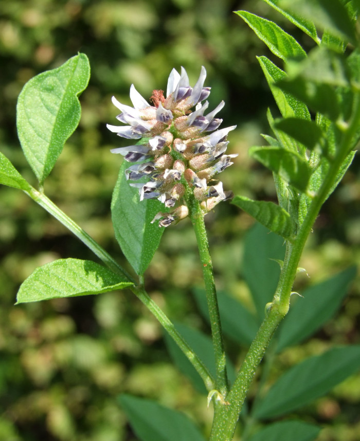 감초 - Glycyrrhiza uralensis Fisch.