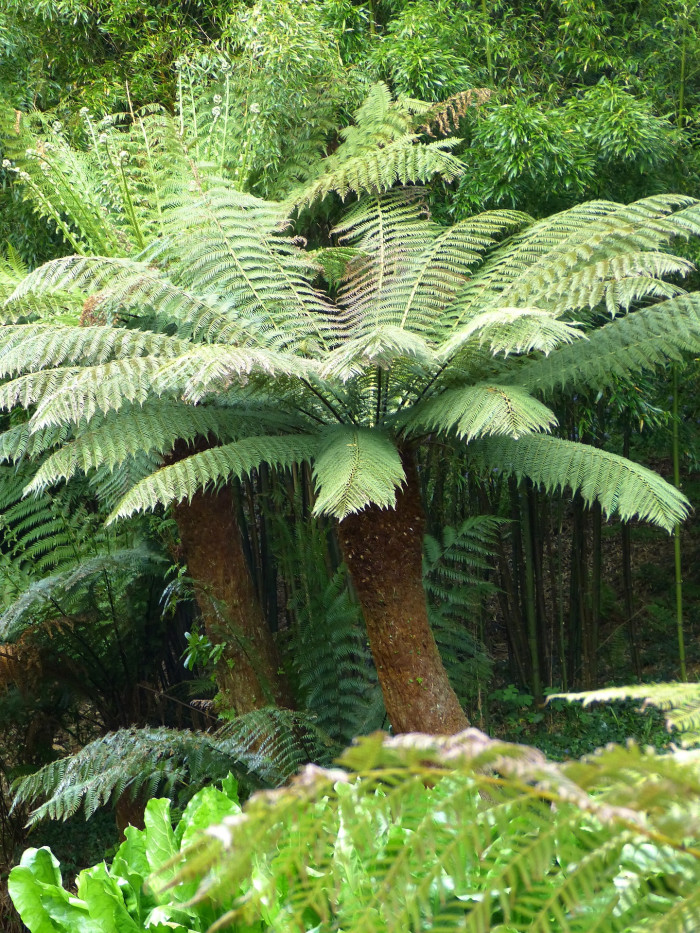 딕소니아 안타르크티카 - Tree Ferns, Dicksonia antarctica