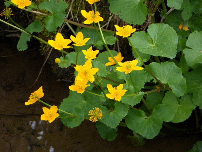 동의나물 - Caltha palustris var
