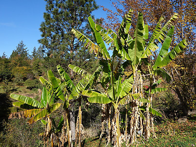 다이질링 바나나 사진 - Musa sikkimensis Photos