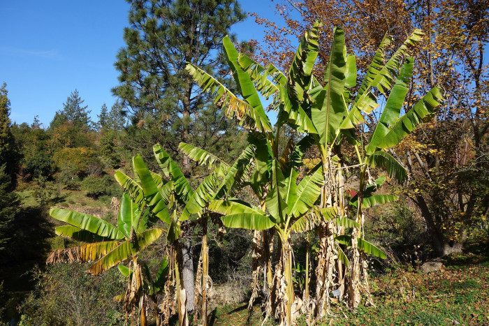 다이질링 바나나 - Darjeeling Banana, Sikkim Hardy Banana, Red Banana Tree, Musa sikkimensis