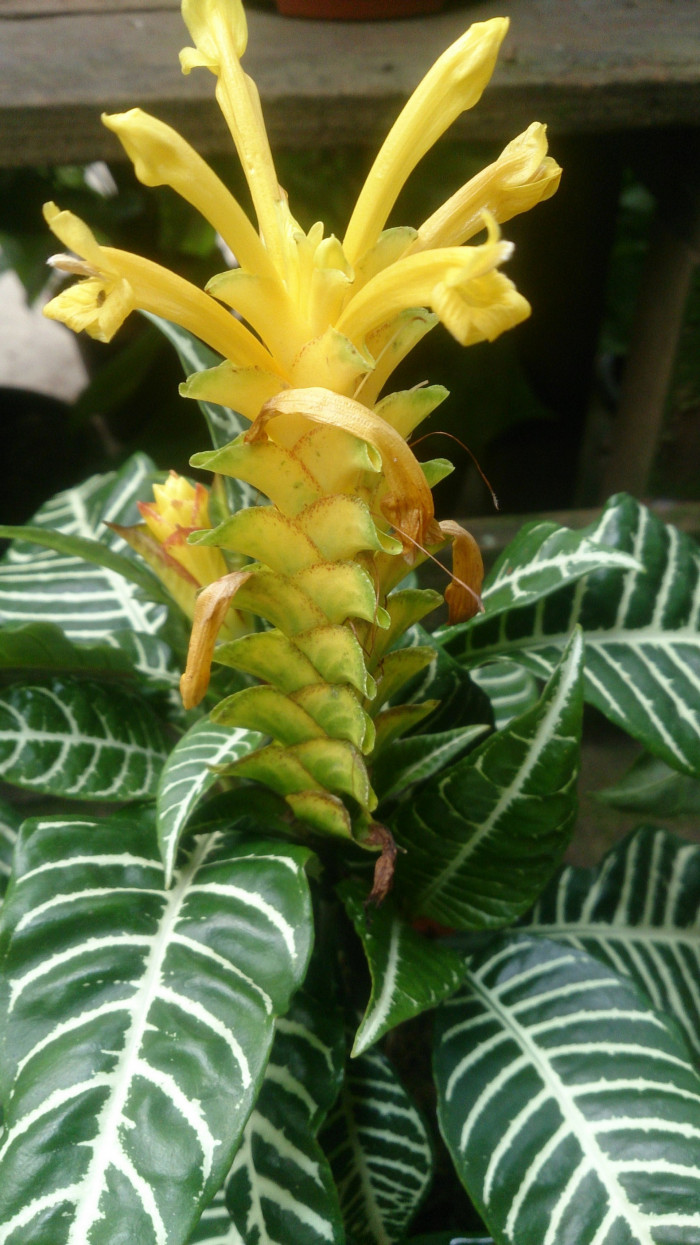 아펠란드라 - Aphelandra squarrosa