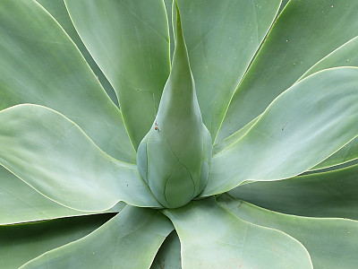 아테누아타 사진 - Agave attenuata Photos