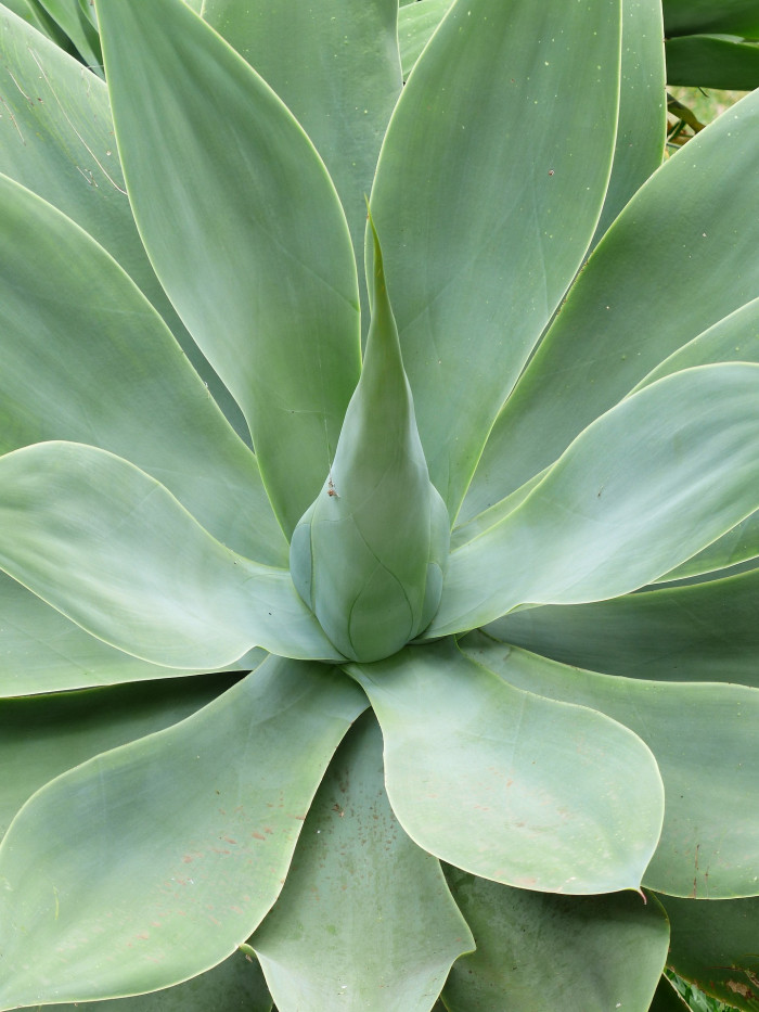 아테누아타 - Foxtail Agave, Dragon-Tree Agave, Spineless Agave, Agave attenuata