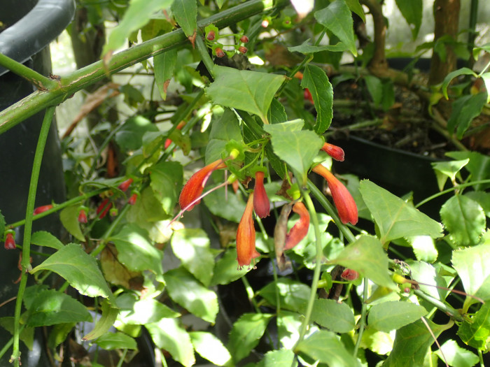 할레리아 루시다 - Tree fuchsia, UmBinza, Notsung, Halleria lucida L.