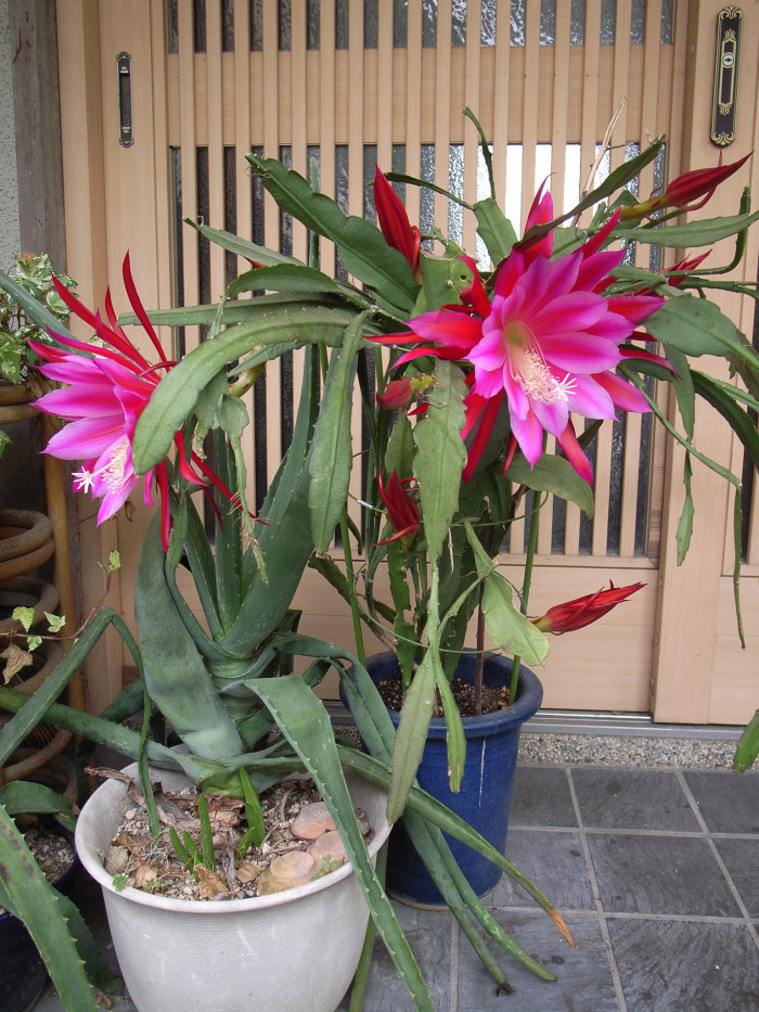 공작선인장 - Epiphyllum spp.