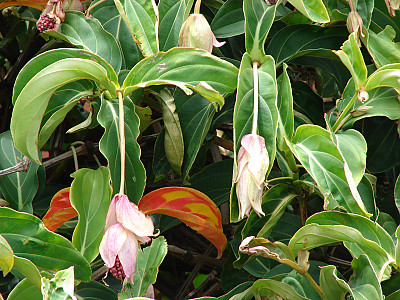 메디닐라 사진 - Medinilla Magnifica Photos