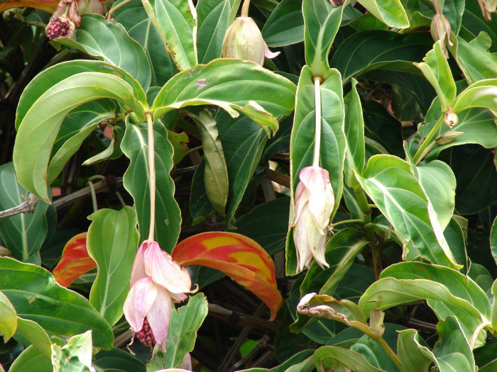 메디닐라 - Rose grape, Pink lantern, Medinilla Magnifica