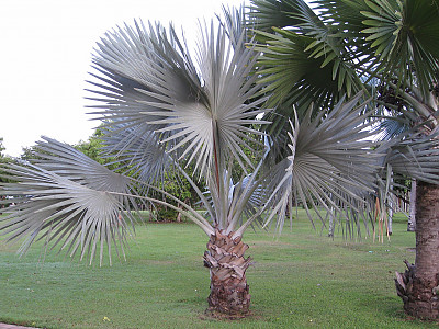 비스마르크야자 사진 - Bismarckia nobilis Photos