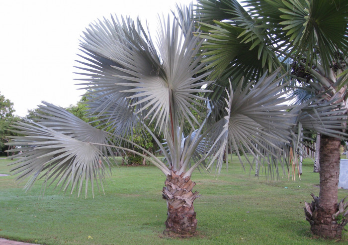 비스마르크야자 - Bismarck Palm, Bismarckia nobilis