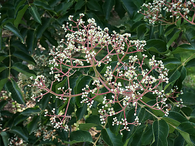 쉬나무 사진 - Evodia daniellii Hemsl. Photos