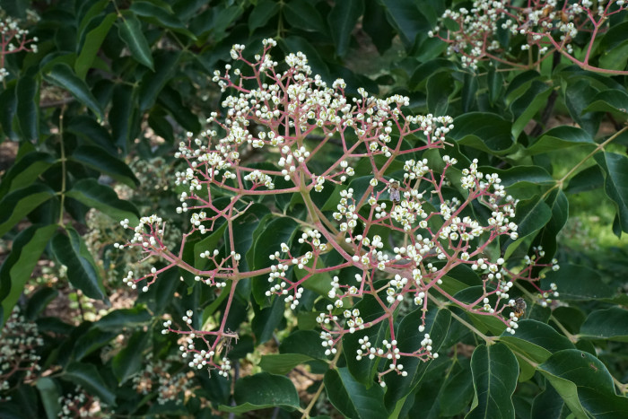 쉬나무 - Korean Evodia, Evodia daniellii Hemsl.