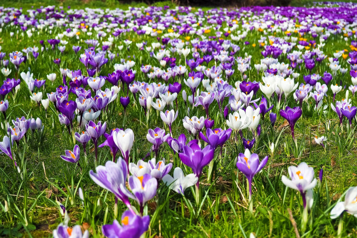 크로커스 - Crocus, Crocus spp.