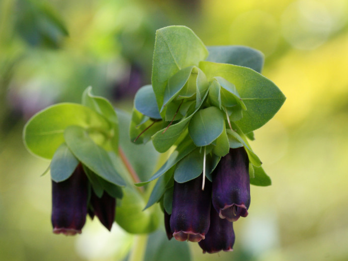 푸른새우꽃 - Honeywort, Cerinthe major L.