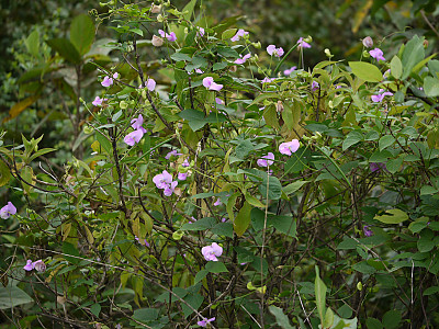 돌동부 사진 - Vigna vexillata var. tsusimensis Matsum. Photos