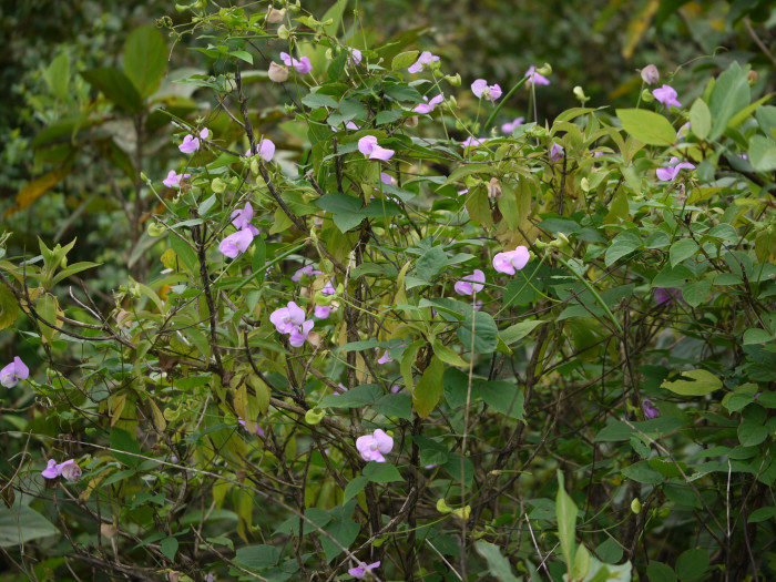 돌동부 - Vigna vexillata var. tsusimensis Matsum.
