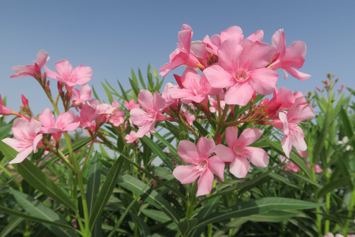 협죽도 - Oleander, Indian Oleander, Nerium indicum Mill.