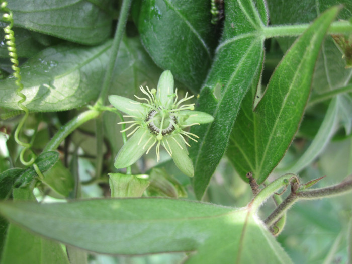 시계초 - passion flower, Passiflora caerulea