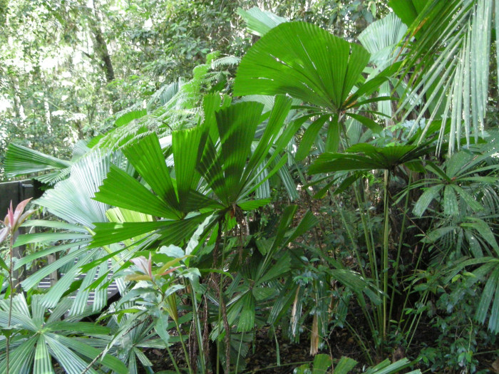 호주부채야자 - Queensland, Australian Fan Palm, Licuala ramsayi