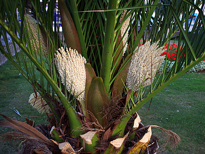카나리아야자 사진 - Phoenix canariensis Photos
