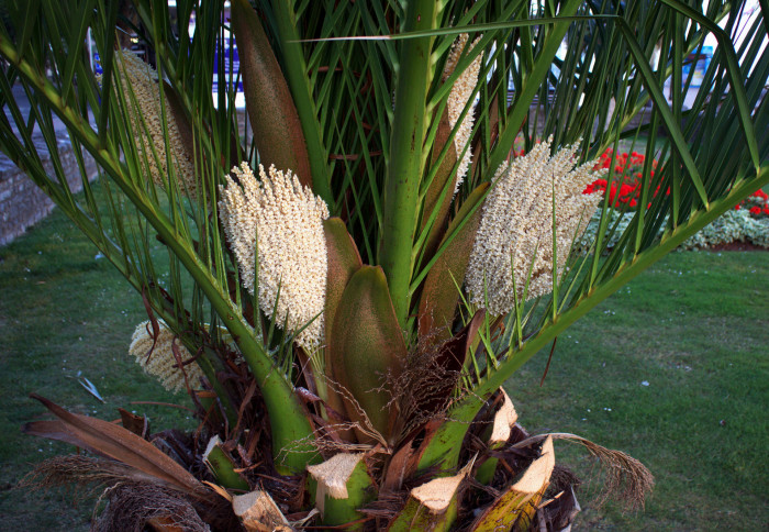 카나리아야자 - Canary Island date palm, Pineapple palm, Phoenix canariensis
