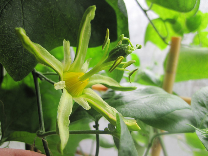 시계초 - passion flower, Passiflora caerulea