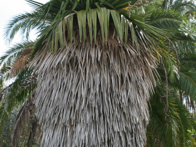 페티코트야자 사진 - Copernicia macroglossa Photos