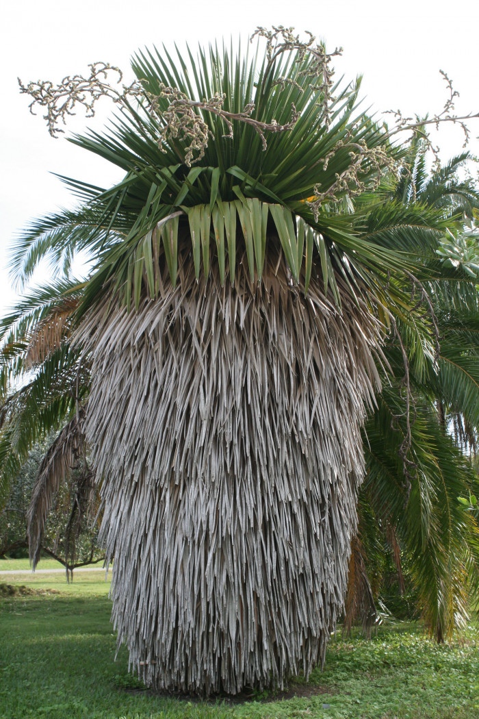 페티코트야자 - Petticoat palm, Jata de Guanabacoa, Copernicia macroglossa