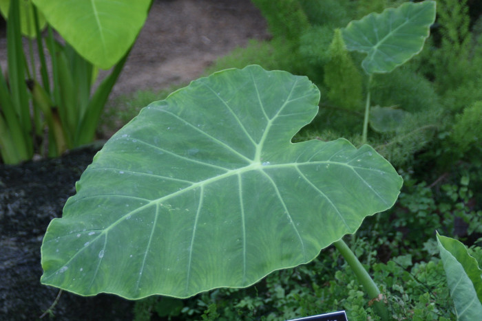 클로카시아 기간테아 - Elephant Ear Thailand Giant, Colocasia gigantea