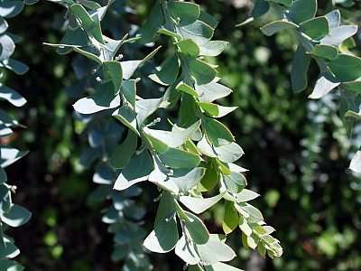 삼각잎 아카시아 사진 - Acacia cultriformis A. Cunn. ex G. Don Photos