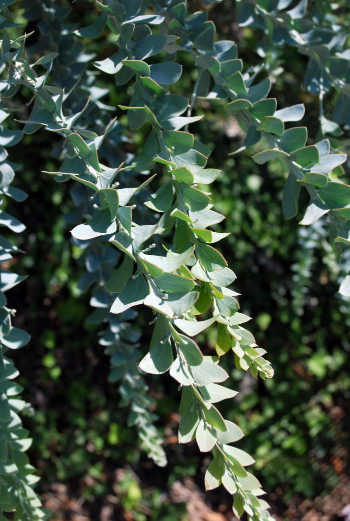 삼각잎 아카시아 - knife-leaf wattle, dogtooth wattle, half-moon wattle, golden-glow wattle, Acacia cultriformis A. Cunn. ex G. Don