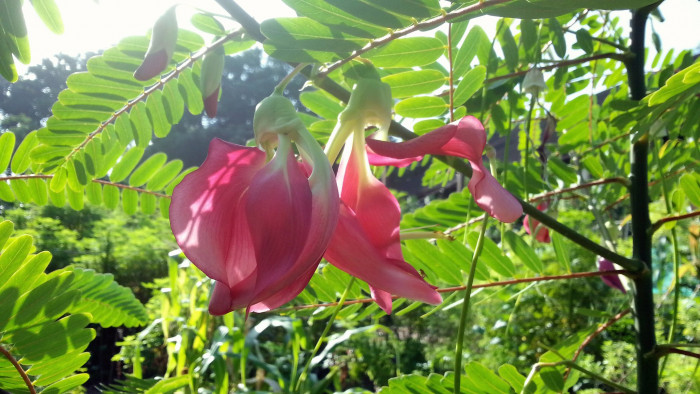벌새나무 - vegetable hummingbird, agati, hummingbird tree, Sesbania grandiflora