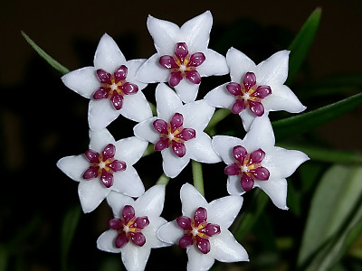 호야꽃 사진 - Hoya carnosa Photos