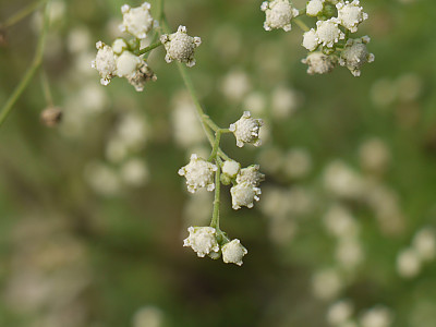 돼지풀아재비 사진 - Parthenium hysterophorus L. Photos