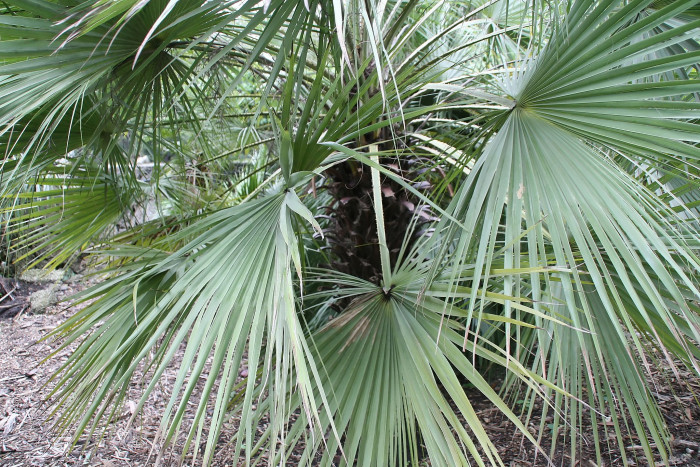 아큘레타 부채 야자 - Brahea Species, Aculeata Fan Palm, Sinaloan Hesper Palm, Brahea aculeata