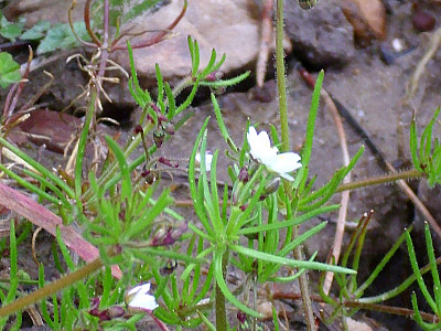 들개미자리 사진 - Spergula arvensis L. Photos