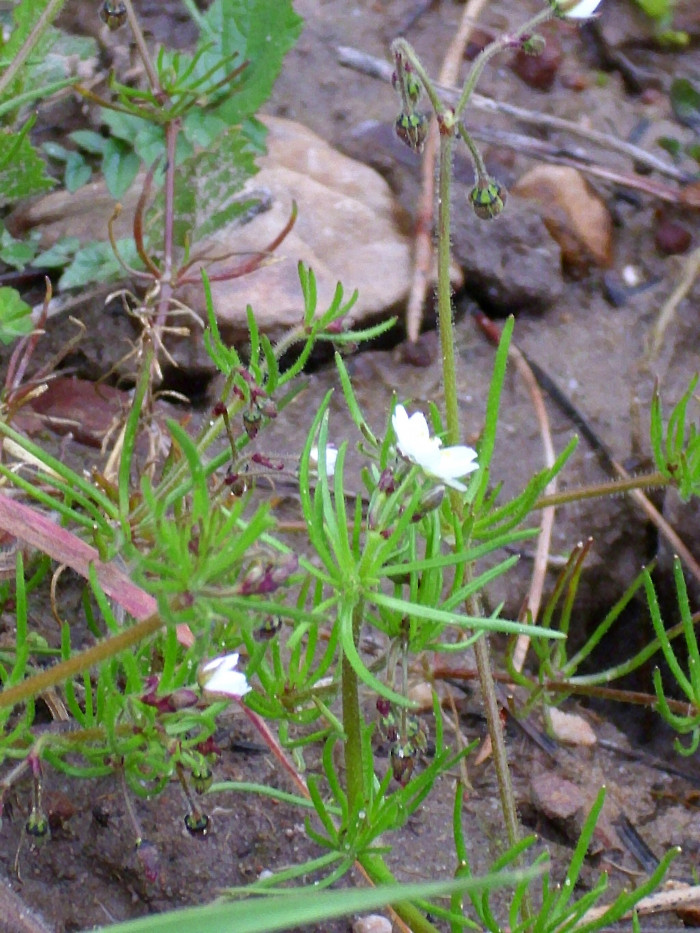 들개미자리 - Spergula arvensis L.