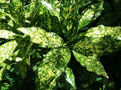 식나무 사진 - Aucuba japonica Thunb. Photos