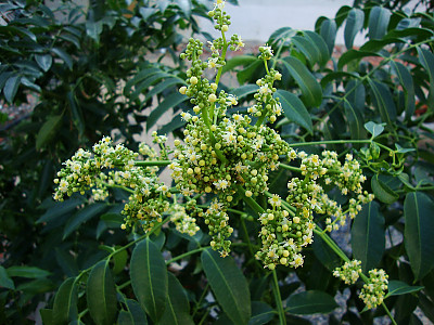 암바렐라 사진 - Spondias Dulcis Photos