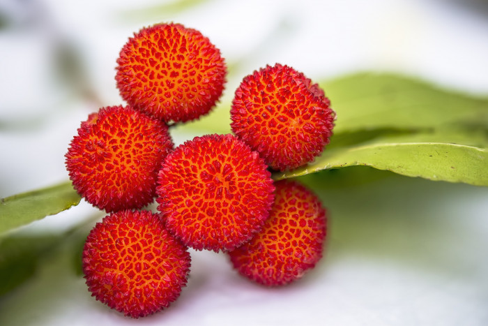 딸기나무 - Strawberry Tree, Arbutus unedo
